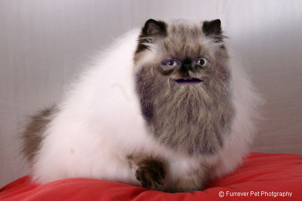 persian brat